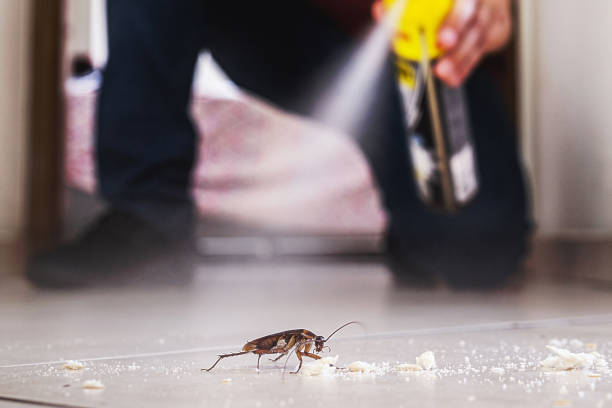 Best Termite Control Services  in North Braddock, PA